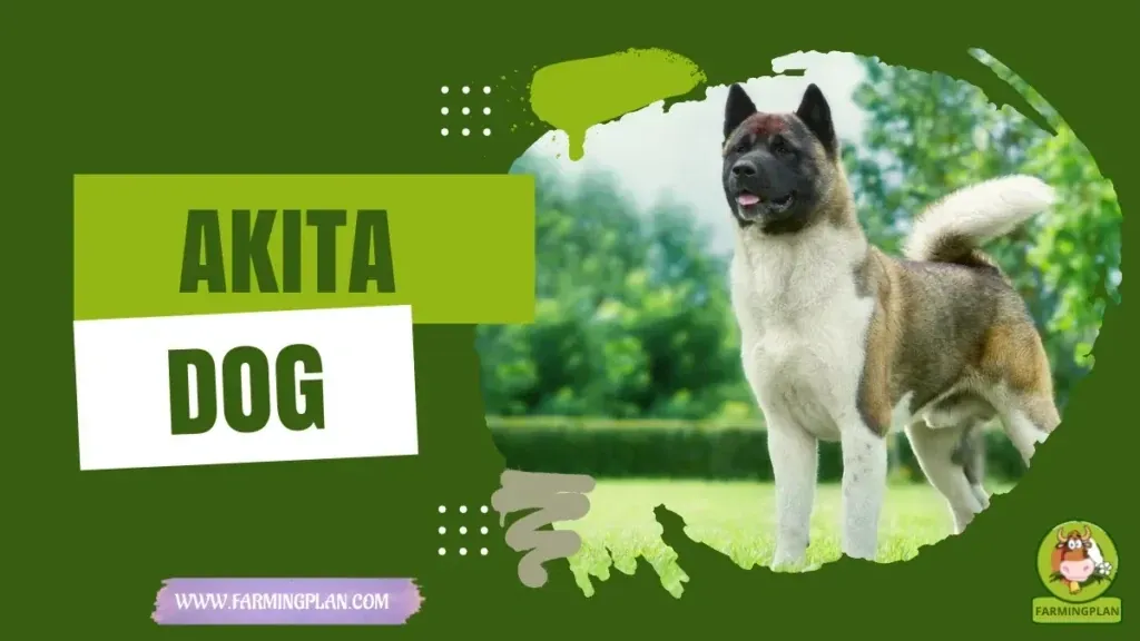 Akita Dog characteristics, agricultural utility and breed care guide