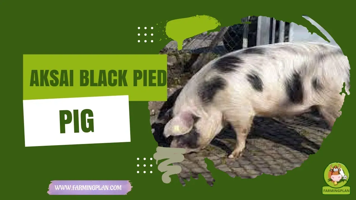 Aksai Black Pied Pig - Farming & Breed Profile Aksai Black Pied Pig
