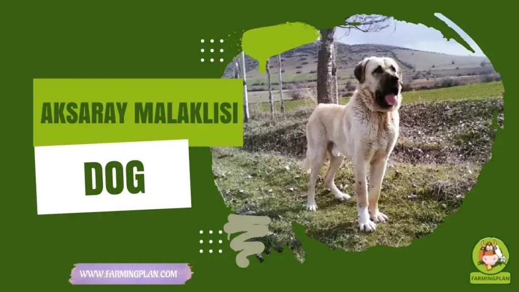 Aksaray Malaklisi Dog characteristics, agricultural utility and breed care guide