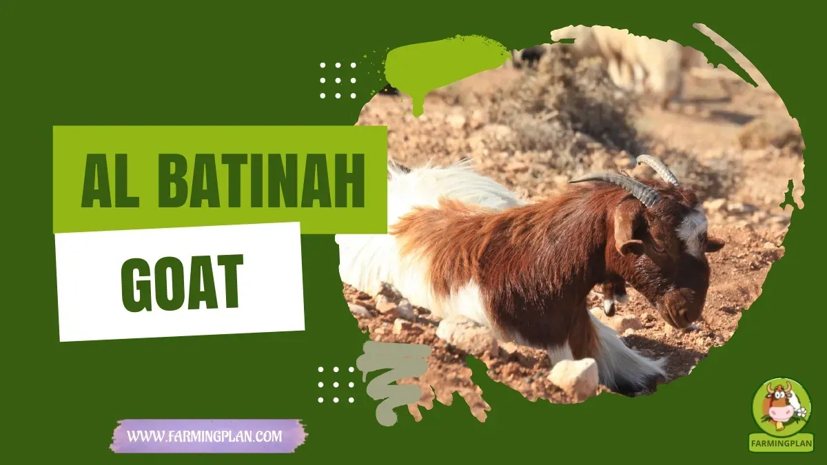 Al Batinah Goat characteristics, agricultural utility and breed care guide