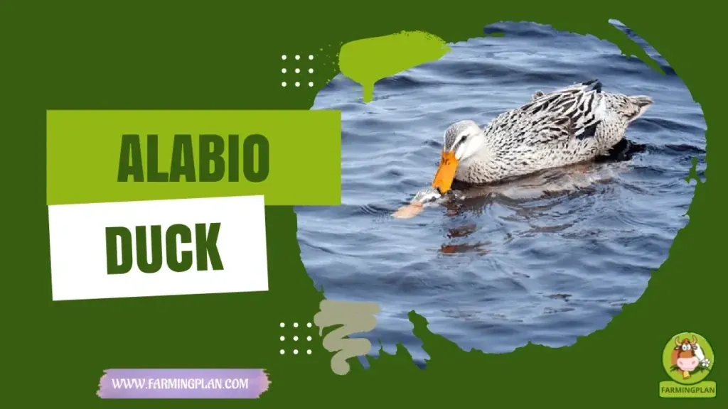 Alabio Duck characteristics, agricultural utility and breed care guide