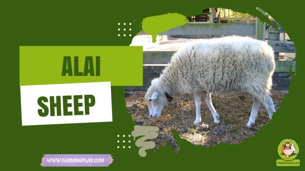 Alai Sheep characteristics, agricultural utility and breed care guide