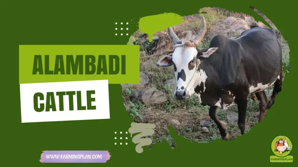Alambadi Cattle characteristics, agricultural utility and breed care guide