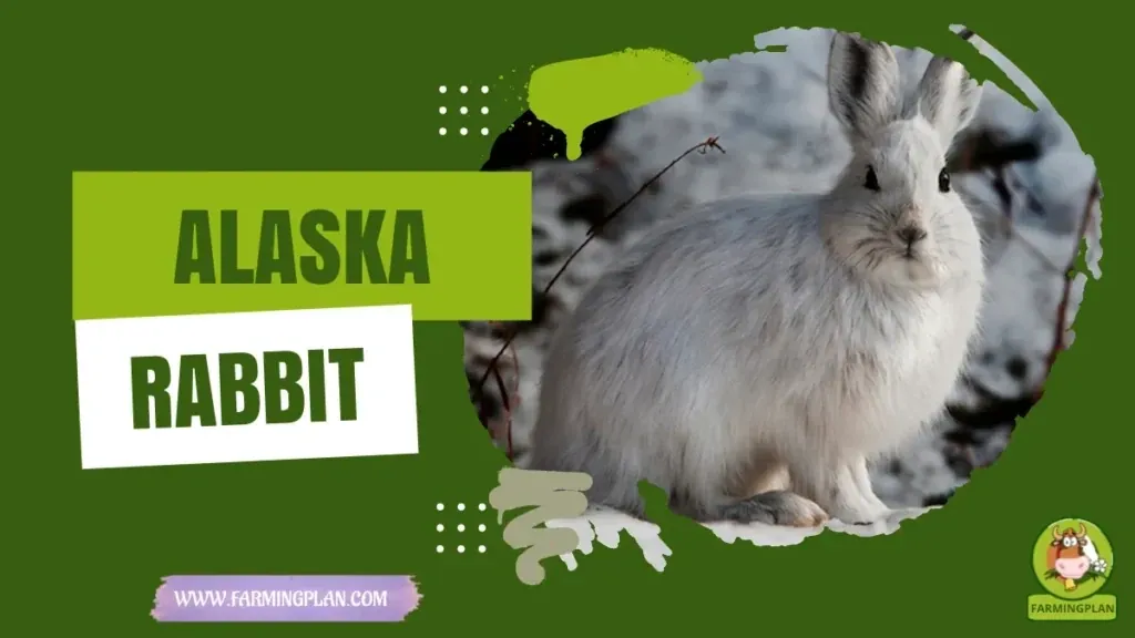 Alaska Rabbit characteristics, agricultural utility and breed care guide