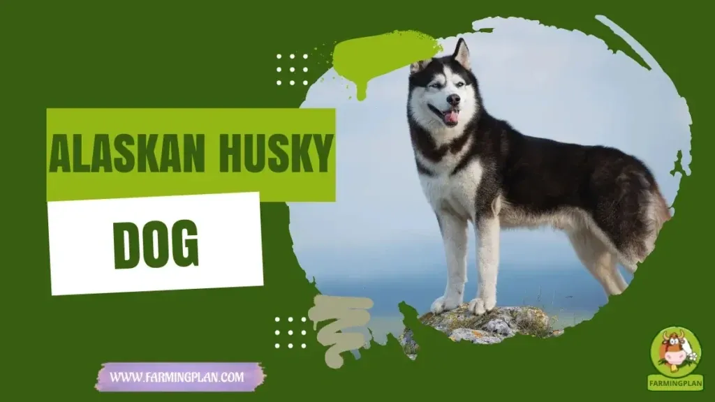 Alaskan Husky Dog characteristics, agricultural utility and breed care guide