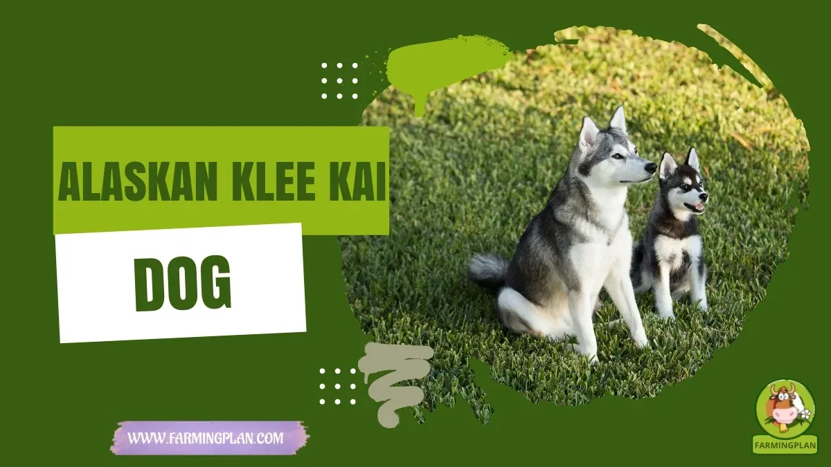 Alaskan Klee Kai Dog