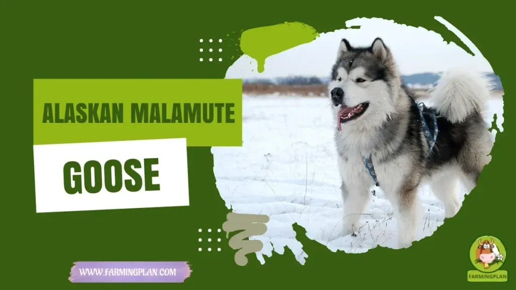 Alaskan Malamute Dog characteristics, agricultural utility and breed care guide