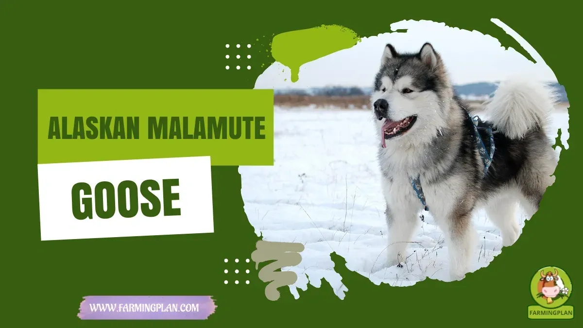 Alaskan Malamute Dog
