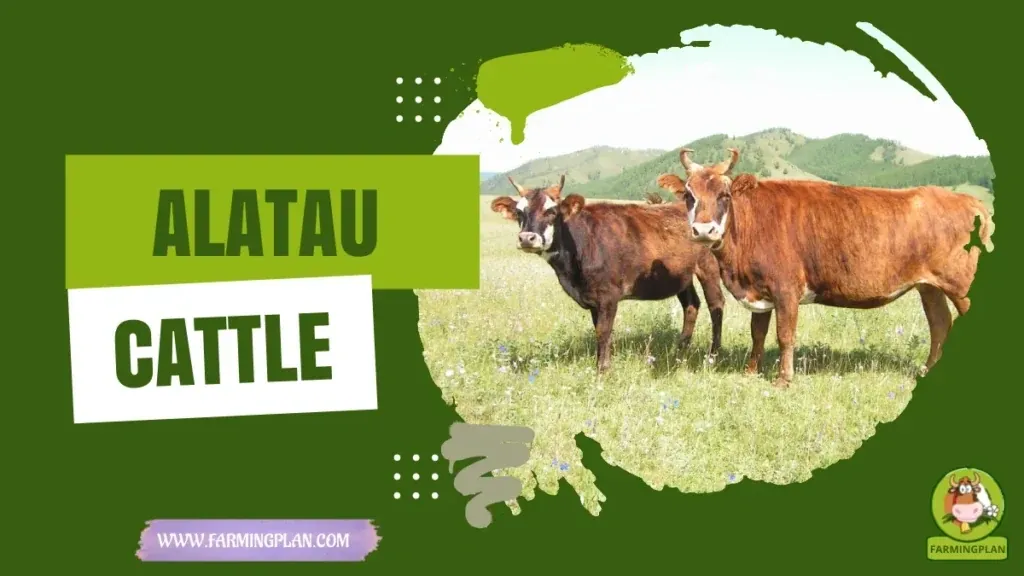 Alatau Cattle characteristics, agricultural utility and breed care guide