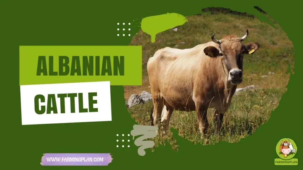 Albanian Cattle characteristics, agricultural utility and breed care guide