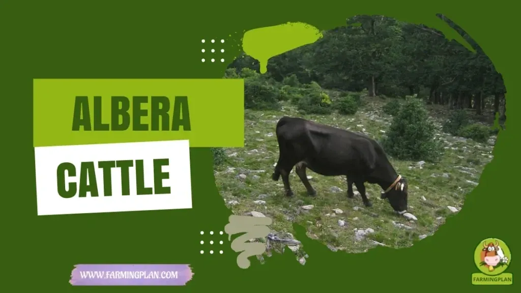 Albera Cattle - Farming & Breed Profile Albera Cattle characteristics, agricultural utility and breed care guide