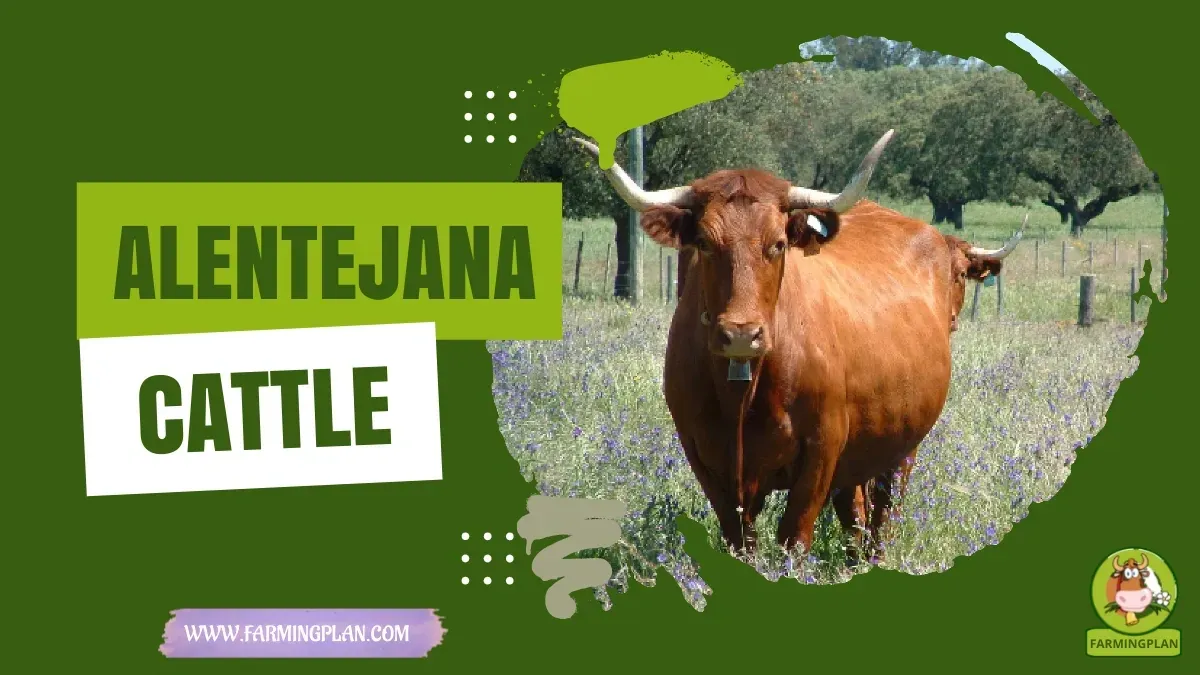 Alentejana Cattle characteristics, agricultural utility and breed care guide
