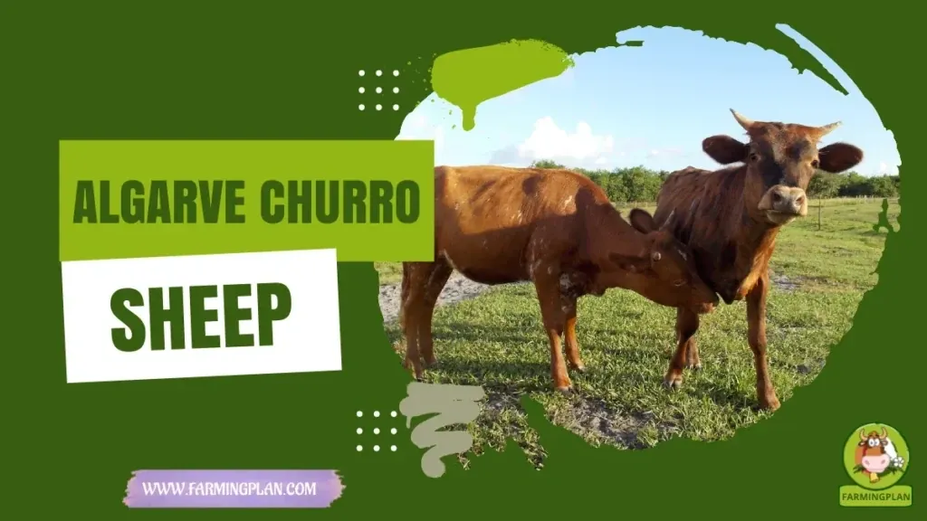 Algarve Churro Sheep characteristics, agricultural utility and breed care guide