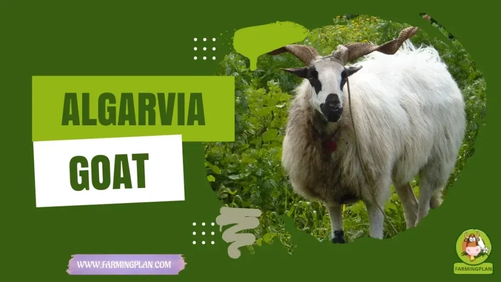 Algarvia Goat characteristics, agricultural utility and breed care guide