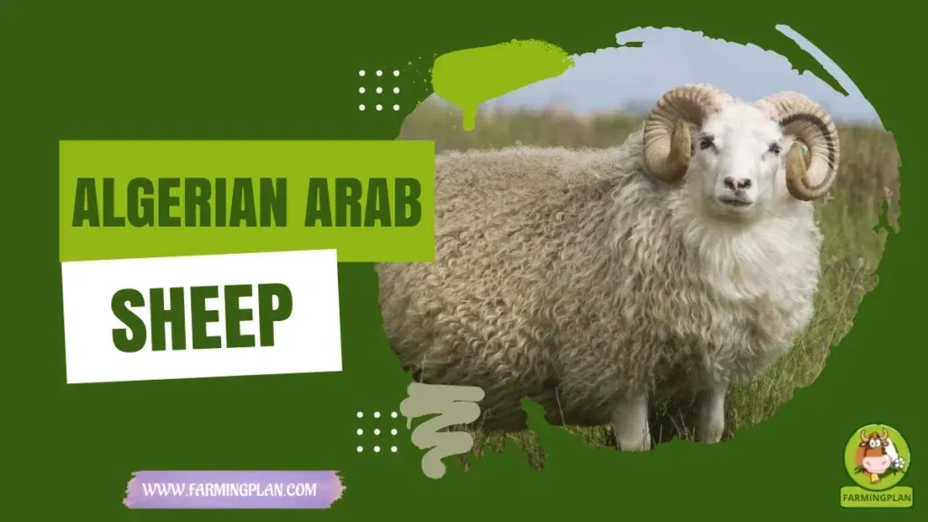 Algerian Arab Sheep characteristics, agricultural utility and breed care guide