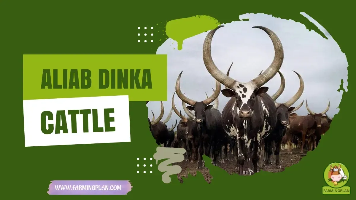 Aliab Dinka Cattle characteristics, agricultural utility and breed care guide