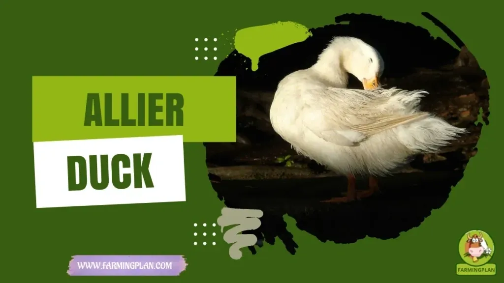 Allier Duck characteristics, agricultural utility and breed care guide