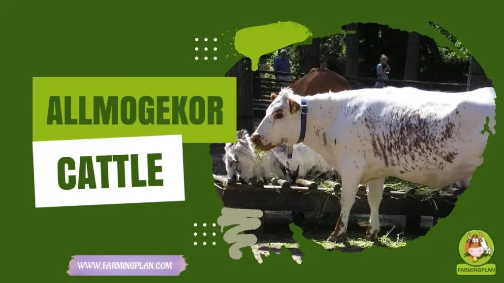 Allmogekor Cattle characteristics, agricultural utility and breed care guide