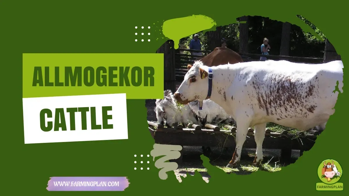 Allmogekor Cattle - Farming & Breed Profile Allmogekor Cattle characteristics, agricultural utility and breed care guide