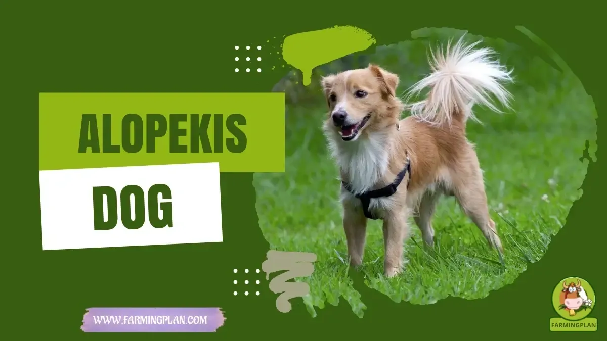 Alopekis Dog characteristics, agricultural utility and breed care guide