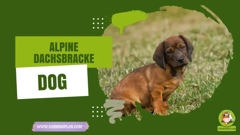 Alpine Dachsbracke Dog characteristics, agricultural utility and breed care guide