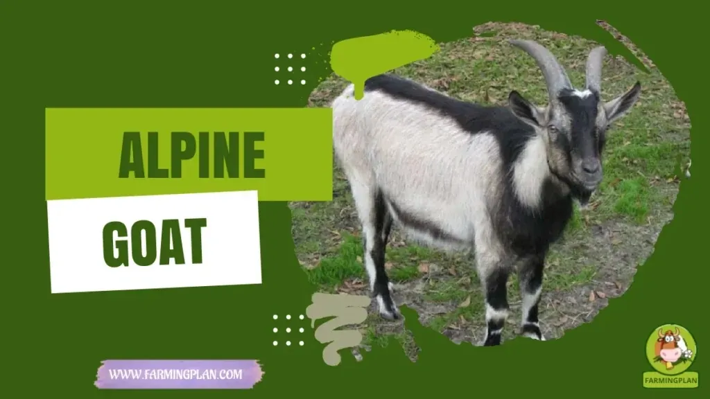 Alpine Goat characteristics, agricultural utility and breed care guide