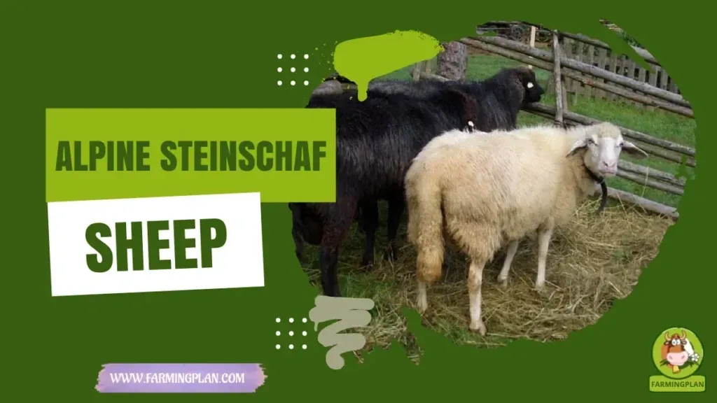 Alpine Steinschaf Sheep - Farming & Breed Profile Alpine Steinschaf Sheep characteristics, agricultural utility and breed care guide
