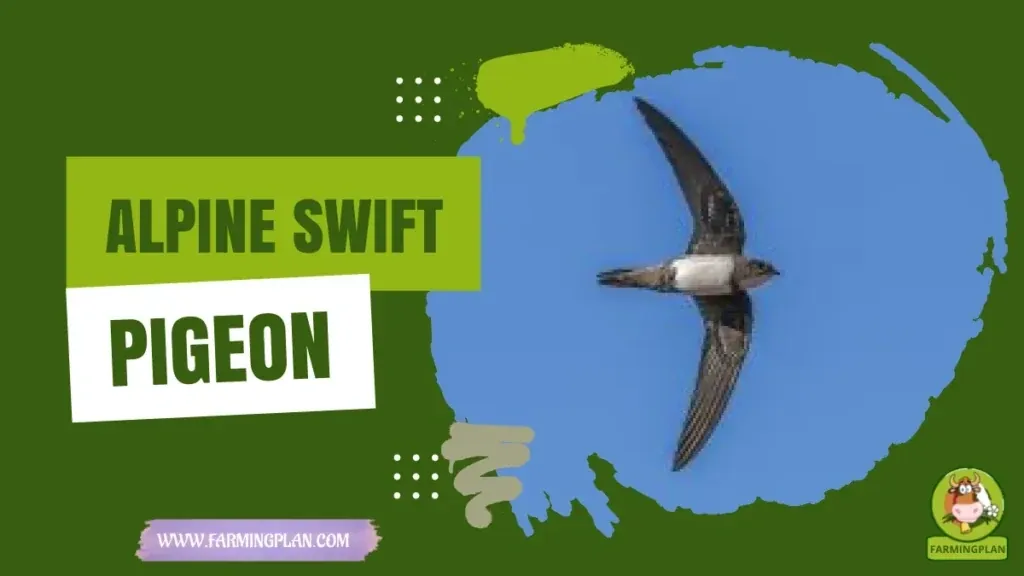 Alpine Swift Pigeon - Farming & Breed Profile Alpine Swift Pigeon characteristics, agricultural utility and breed care guide