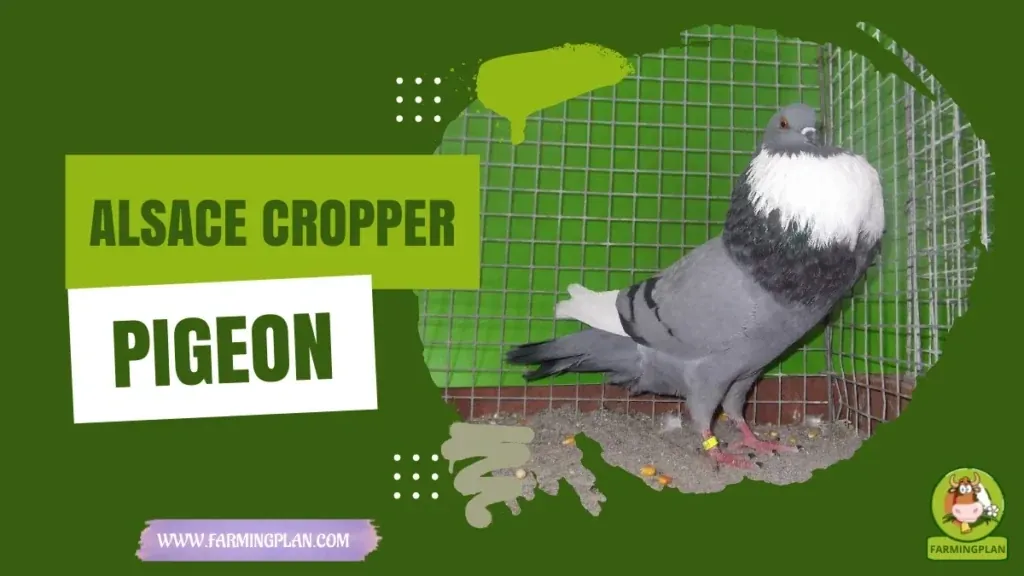 Alsace Cropper Pigeon - Farming & Breed Profile Alsace Cropper Pigeon characteristics, agricultural utility and breed care guide