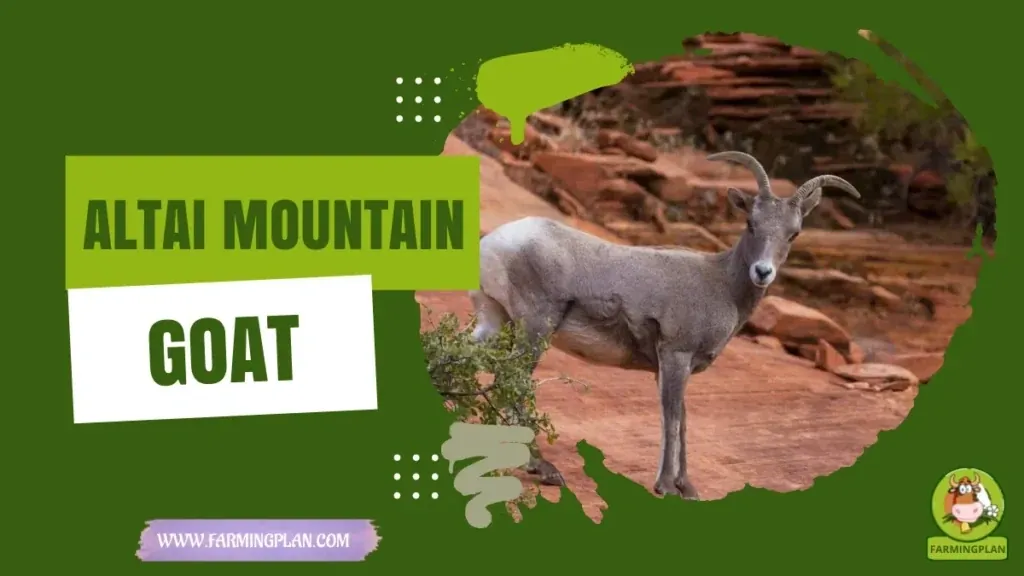 Altai Mountain Goat characteristics, agricultural utility and breed care guide
