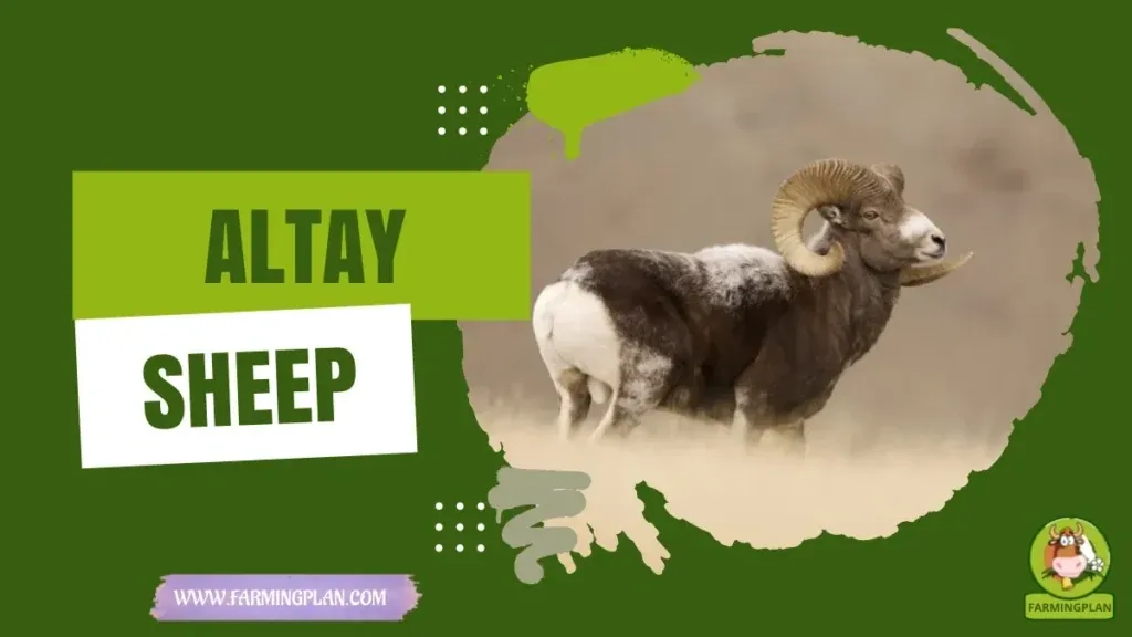 Altay Sheep - Farming & Breed Profile Altay Sheep characteristics, agricultural utility and breed care guide