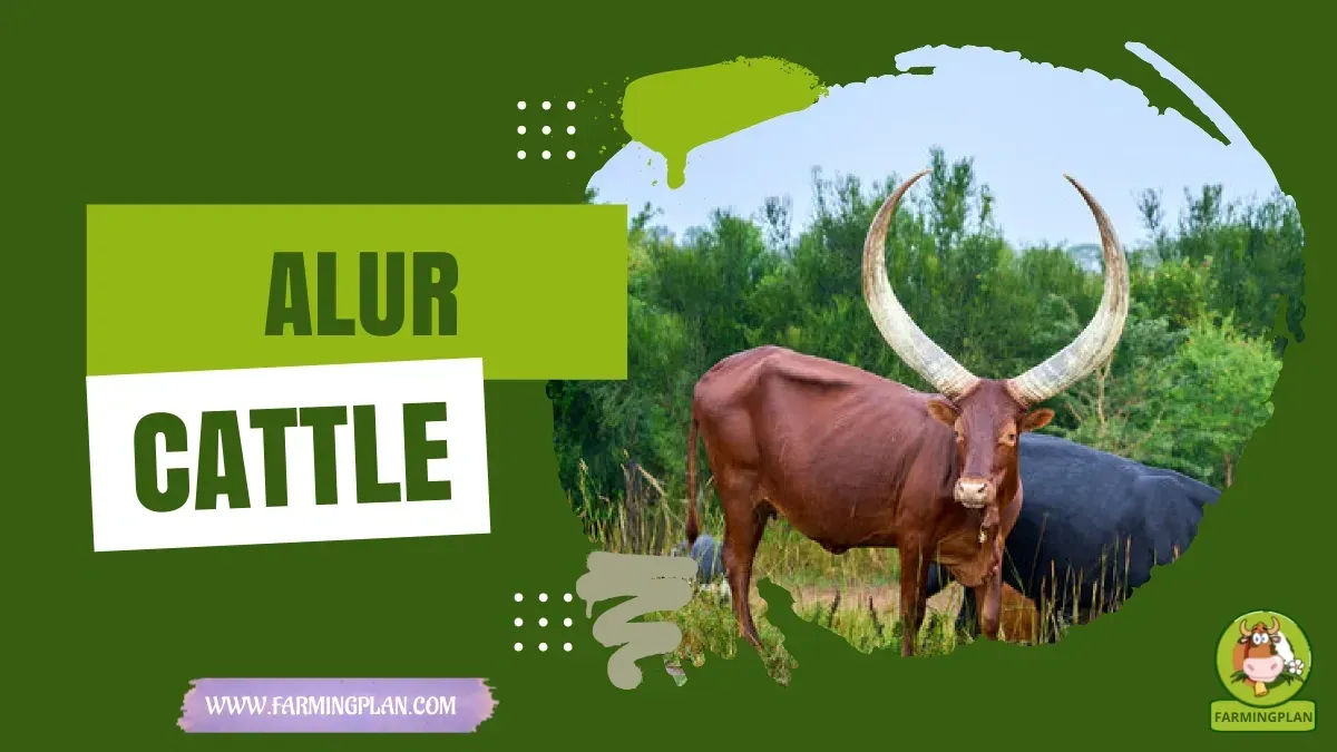 Alur Cattle characteristics, agricultural utility and breed care guide