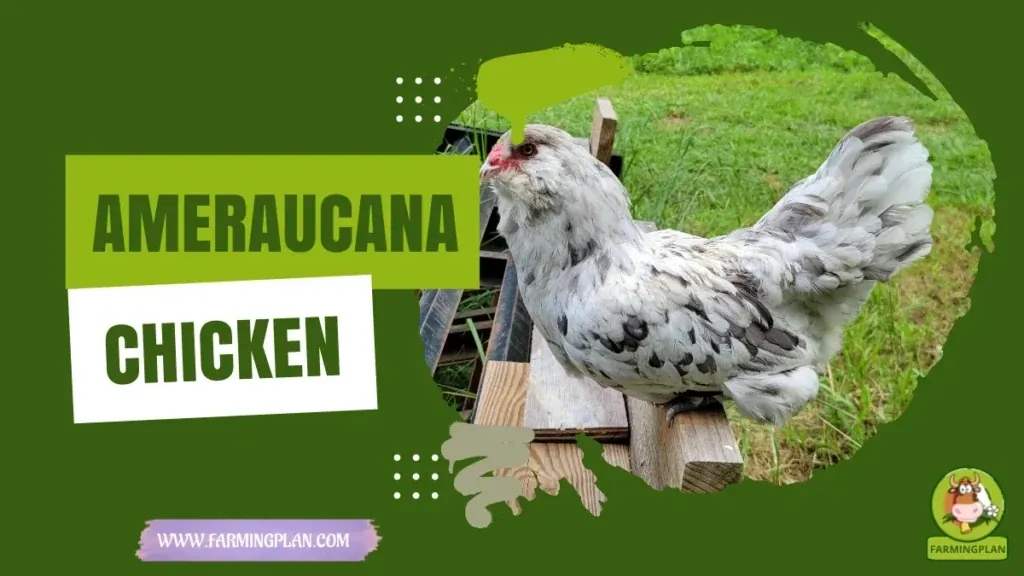 Ameraucana Chicken characteristics, agricultural utility and breed care guide