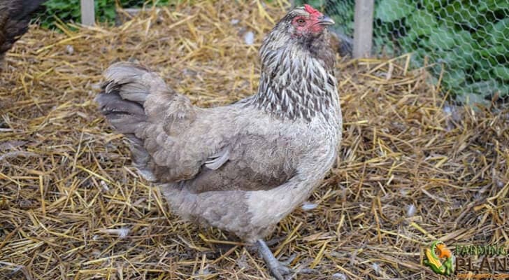 ameraucana-chicken