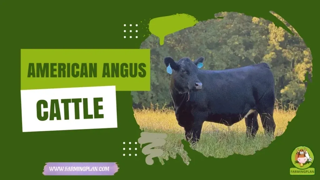 American Angus Cattle characteristics, agricultural utility and breed care guide