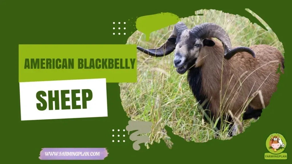 American Blackbelly Sheep characteristics, agricultural utility and breed care guide