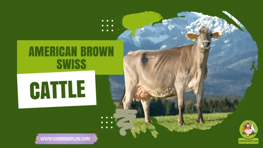 American Brown Swiss Cattle