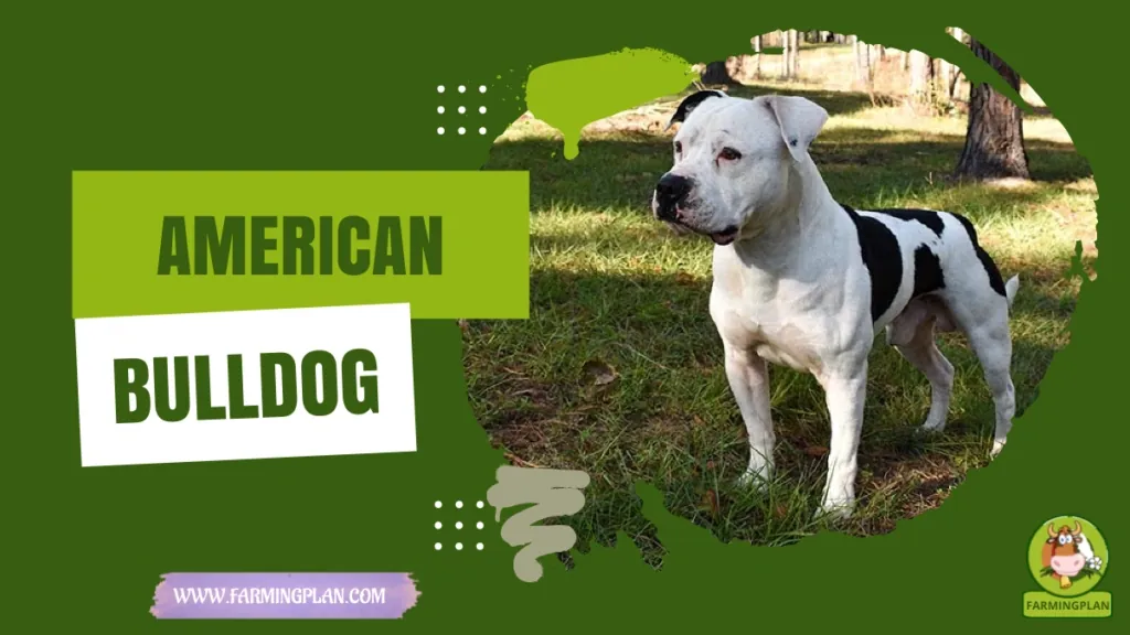 American Bulldog characteristics, agricultural utility and breed care guide