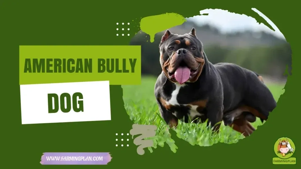 American Bully Dog characteristics, agricultural utility and breed care guide