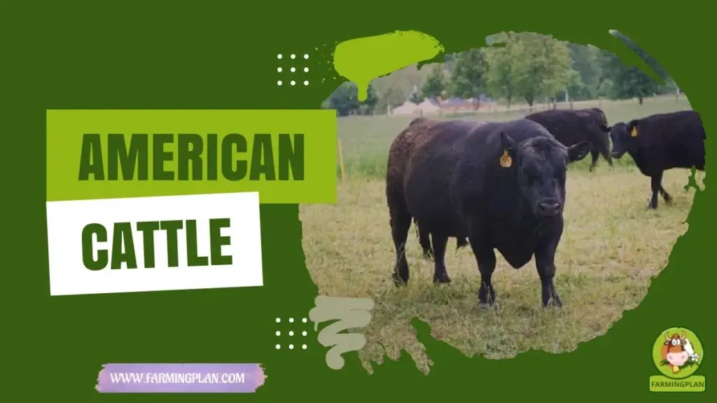 American Cattle - Farming & Breed Profile American Cattle characteristics, agricultural utility and breed care guide