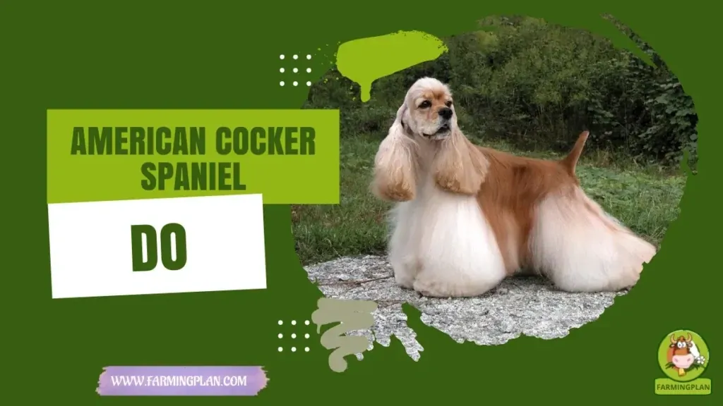 American Cocker Spaniel Dog - Farming & Breed Profile American Cocker Spaniel Dog characteristics, agricultural utility and breed care guide