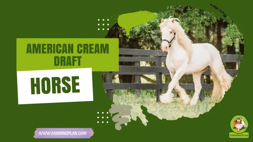 American Cream Draft Horse characteristics, agricultural utility and breed care guide