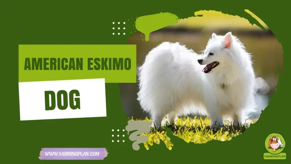 American Eskimo Dog - Farming & Breed Profile American Eskimo Dog characteristics, agricultural utility and breed care guide