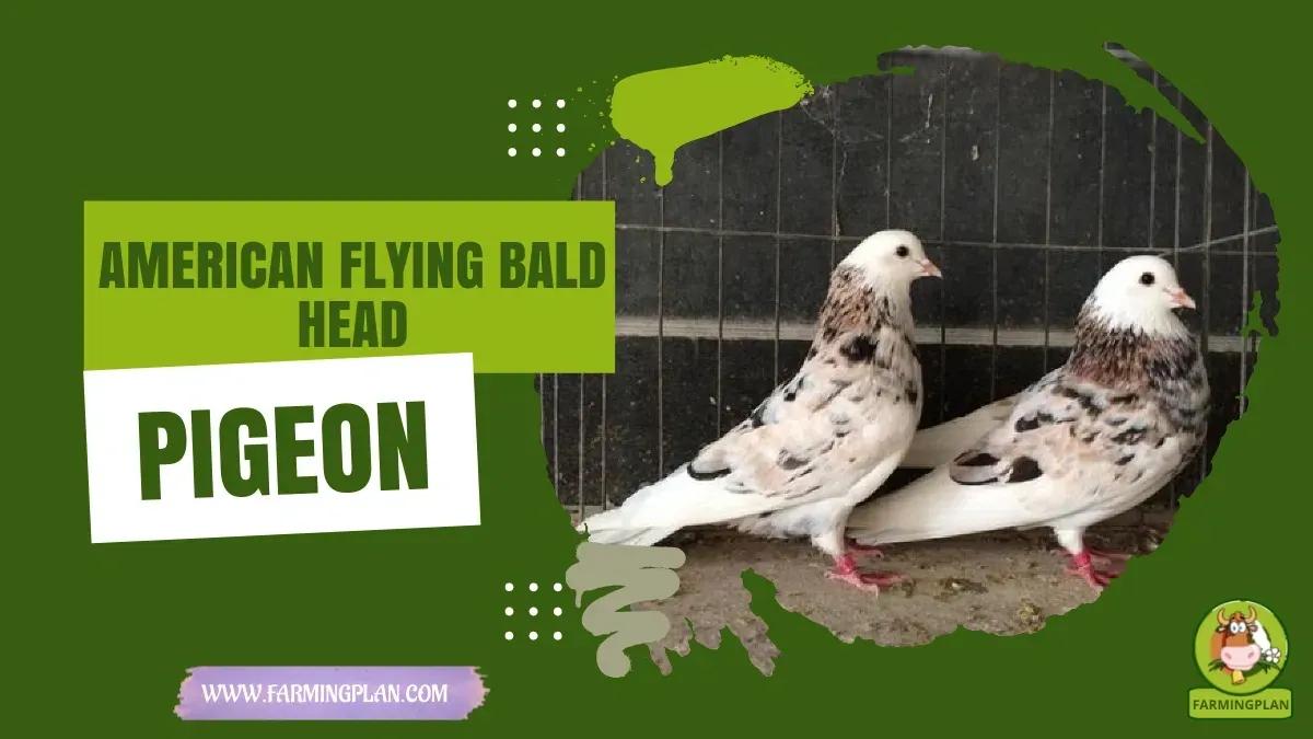 American Flying Bald-Head Pigeon