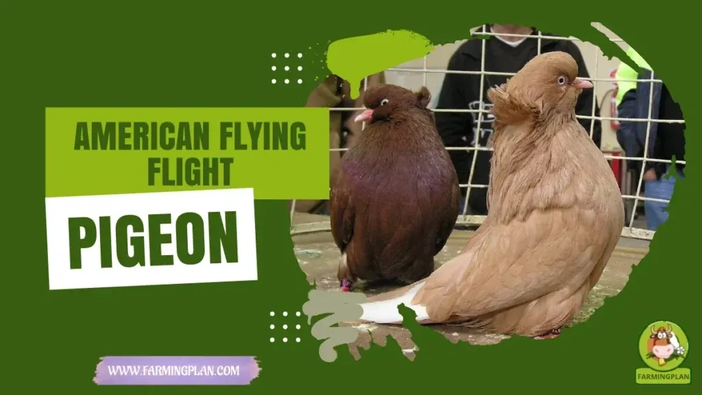 American Flying Flight Pigeon - Farming & Breed Profile American Flying Flight Pigeon characteristics, agricultural utility and breed care guide