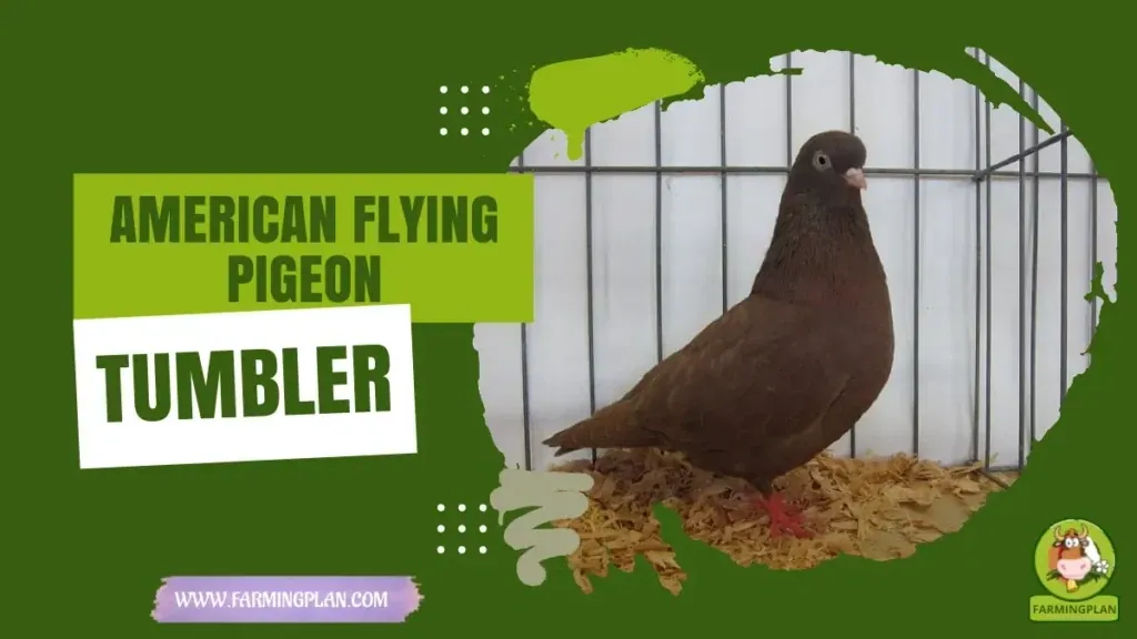 American Flying Tumbler Pigeon - Farming & Breed Profile American Flying Tumbler Pigeon
