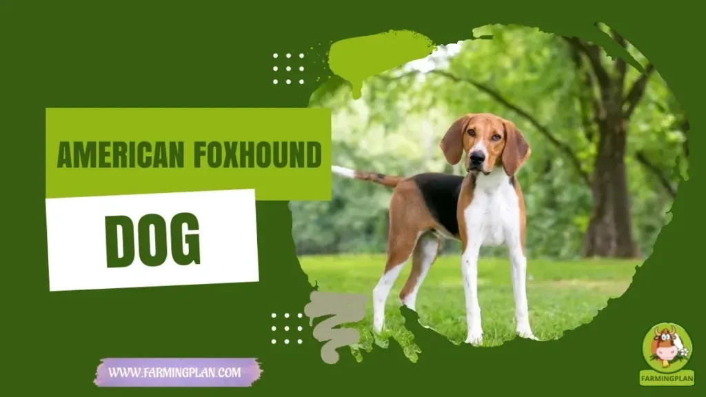 American Foxhound Dog characteristics, agricultural utility and breed care guide