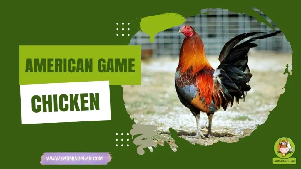 American Game Chicken characteristics, agricultural utility and breed care guide