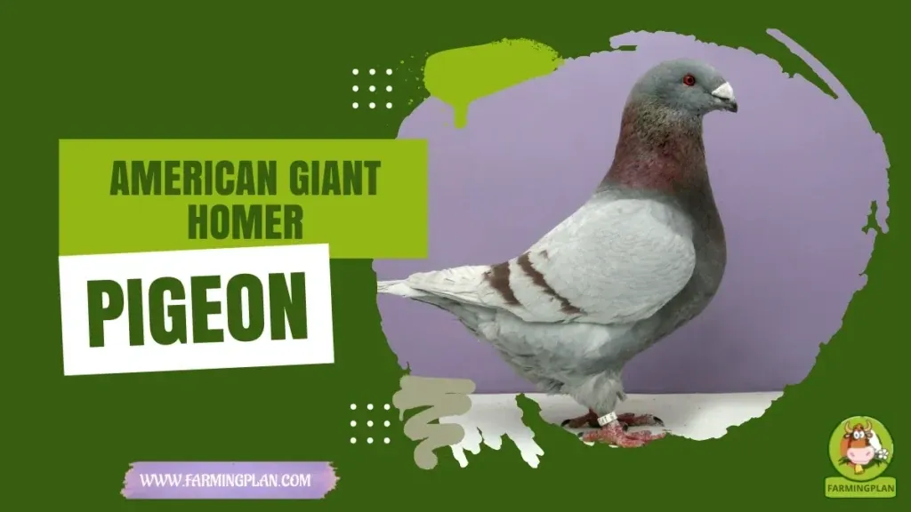 American Giant Homer Pigeon - Farming & Breed Profile American Giant Homer Pigeon characteristics, agricultural utility and breed care guide