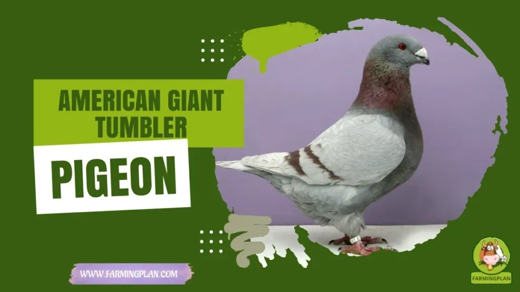 American Giant Tumbler Pigeon characteristics, agricultural utility and breed care guide
